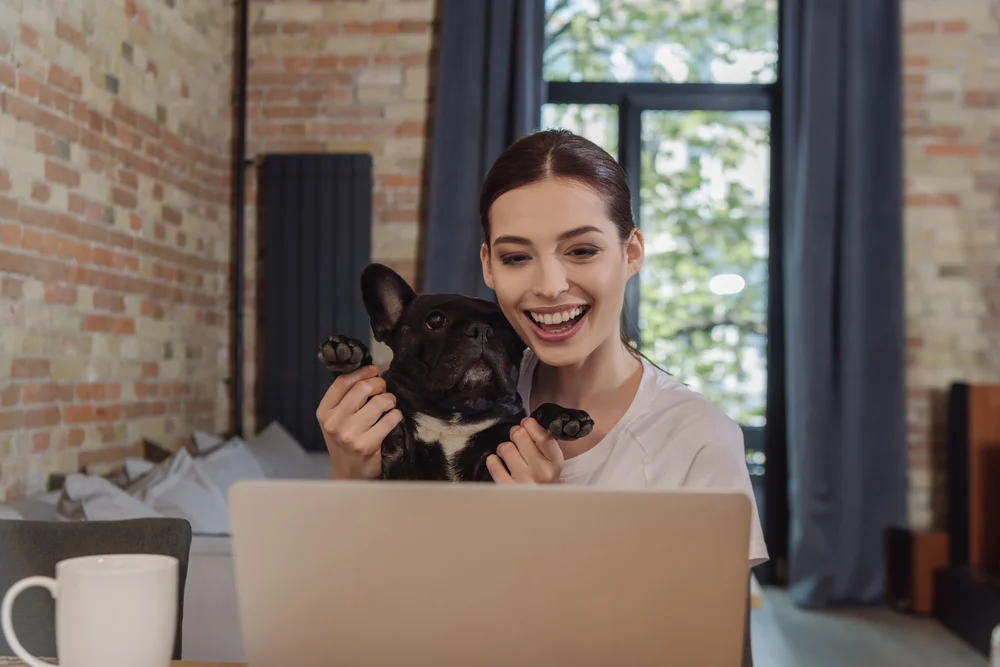 Happy woman video chatting with her french bulldog on laptop